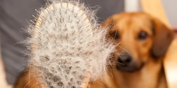 A lot of dog hair wedges into a brush used for grooming.