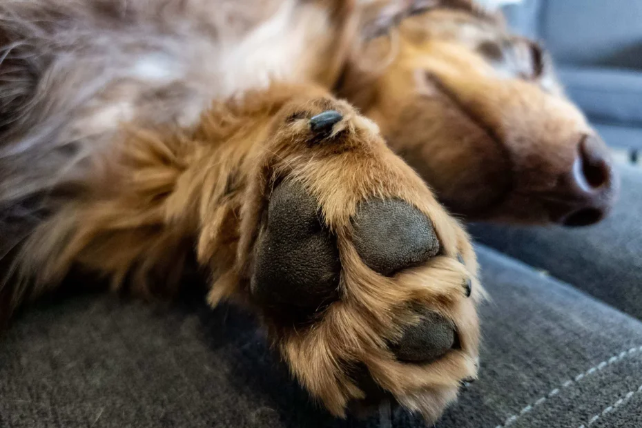 The underside of a dog paw.