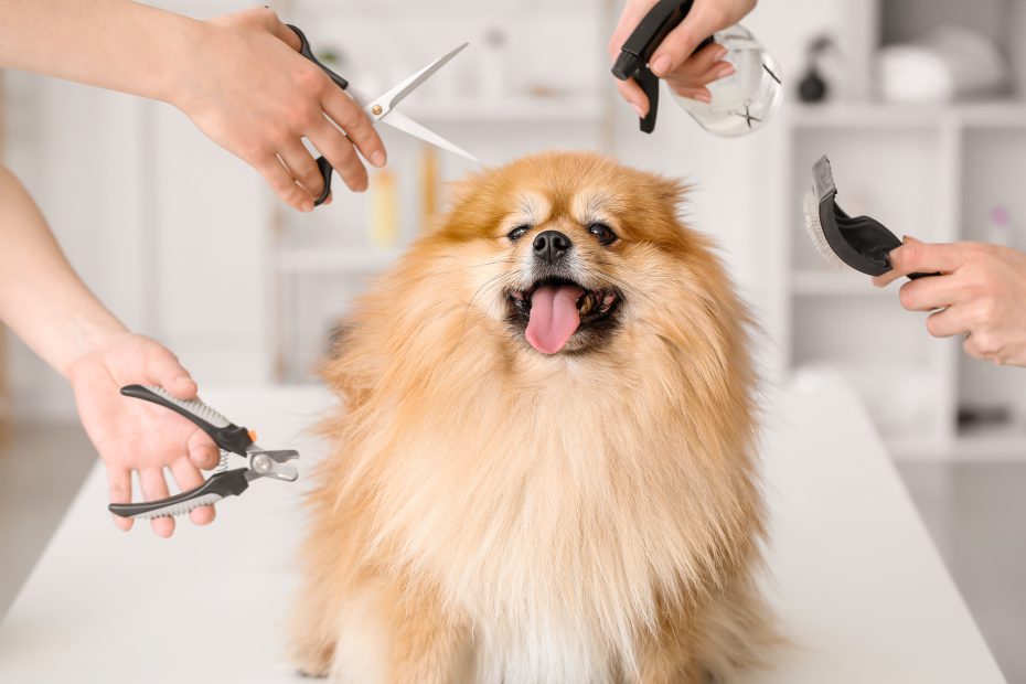 Female groomers taking care of cute dog in salon By Pixel-Shot