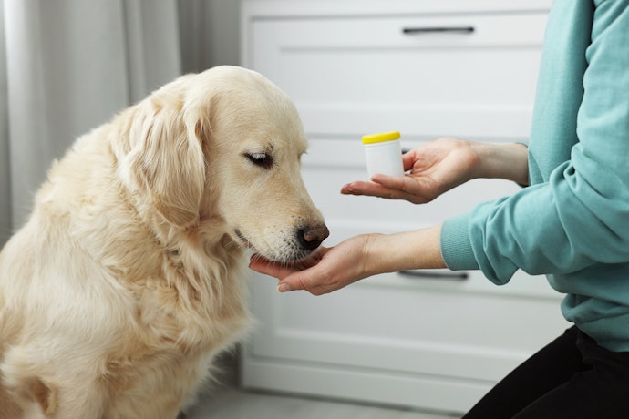 A dog eating treats from its handlers hand.